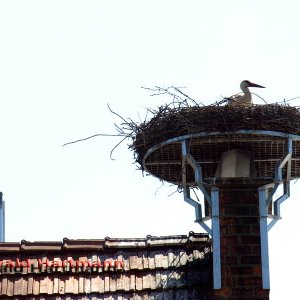 Storch in Neusiedl 1/2