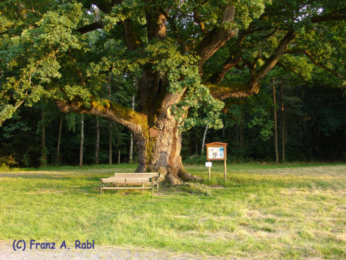 1000-jährige Eiche, Bierbaum (Gem. Bad Blumau)