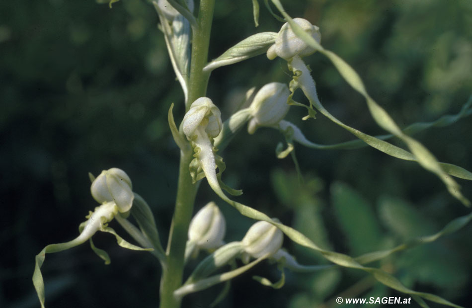 Adriatische Riemenzunge (Himantoglossum adriaticum)