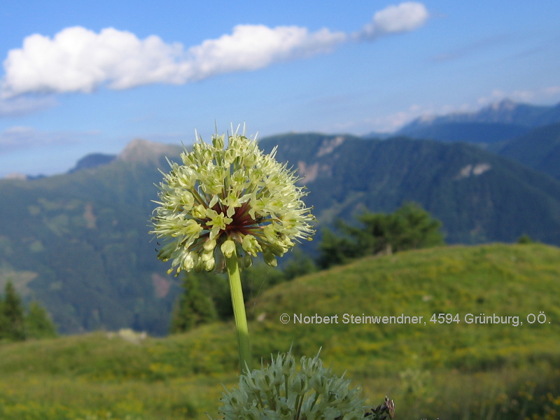 Allermannsharnisch (Allium victoralis)