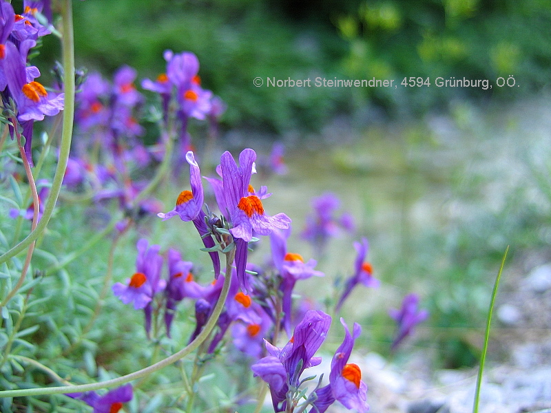 Alpen-Leinkraut (Linaria alpina)