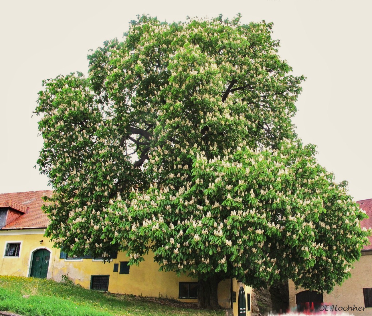 Alter Kastanienbaum