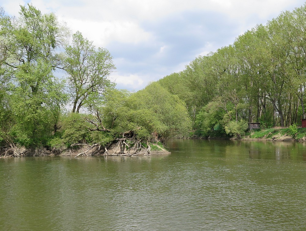 am Zusammenfluss von Thaya und March