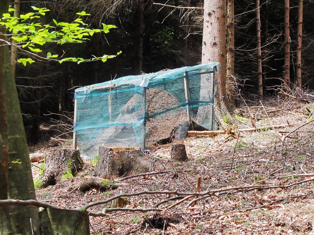 Ameisen hinter Gitter