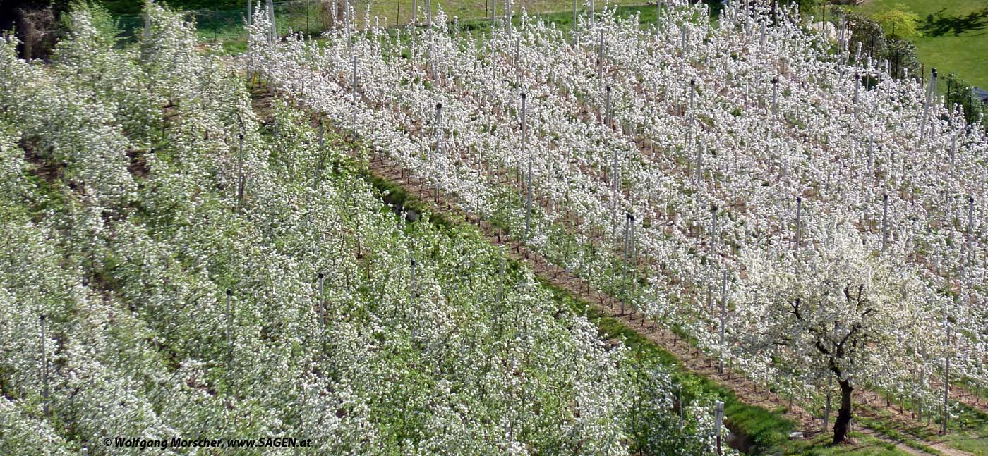 Apfelblüte Südtirol