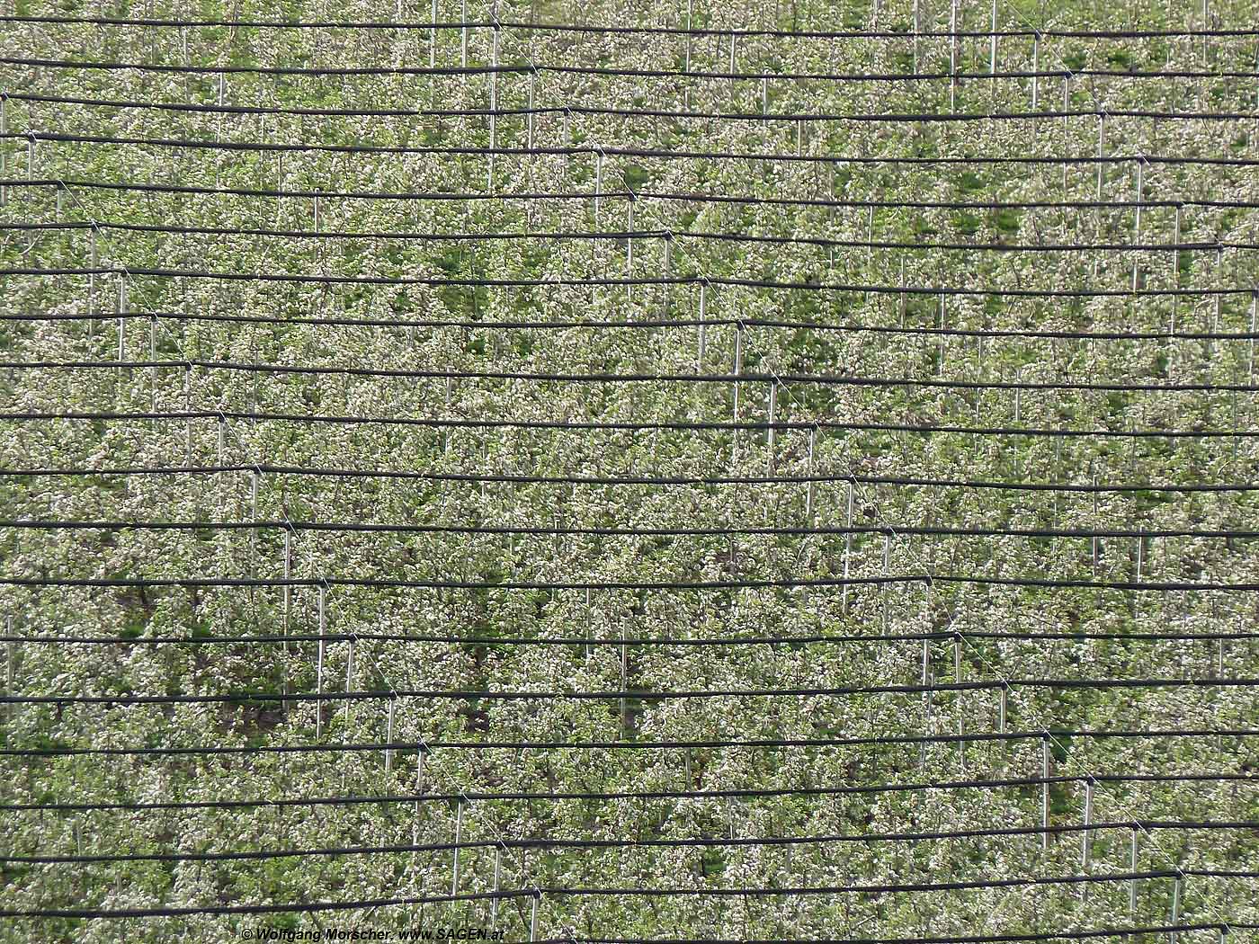 Apfelblüte Vinschgau 2012