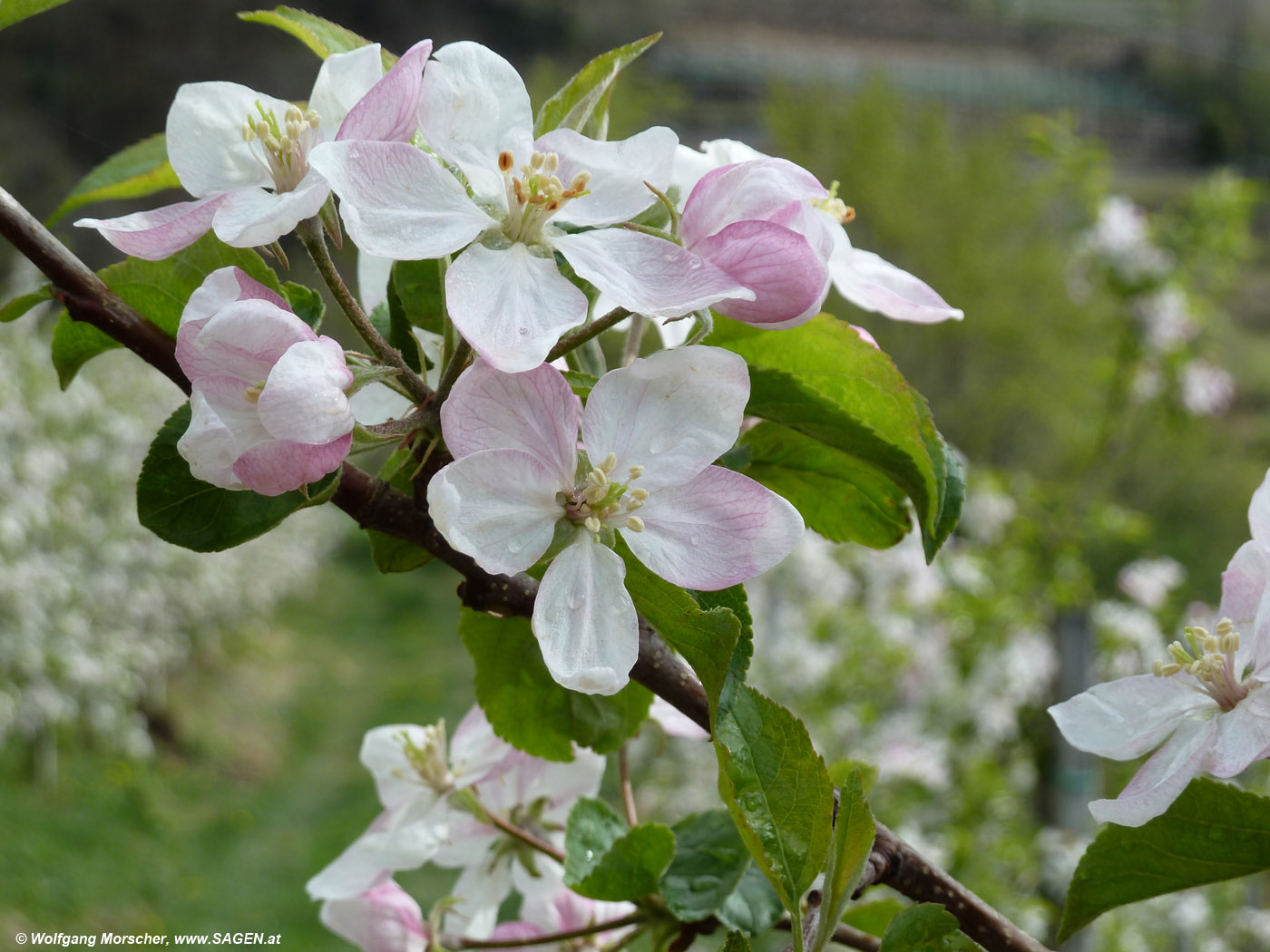 Apfelblüte Vinschgau 2012