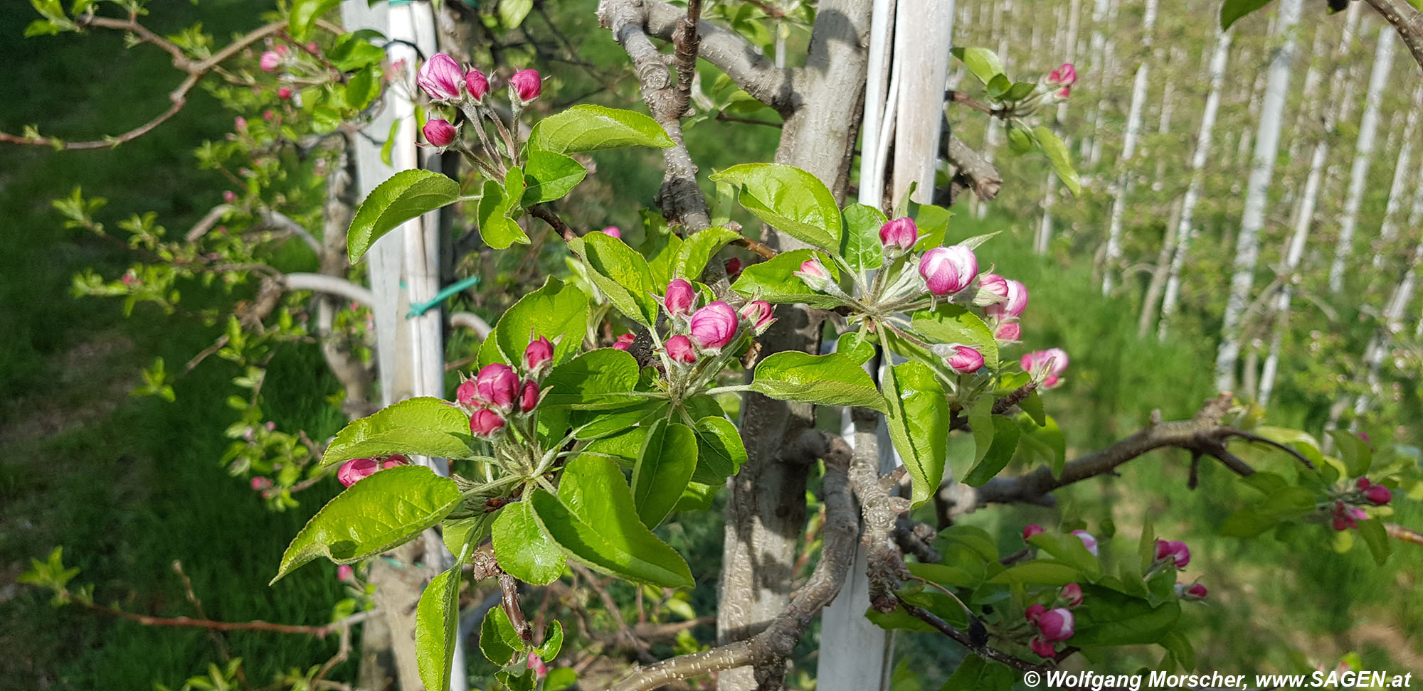 Apfelblüte Vinschgau 2023