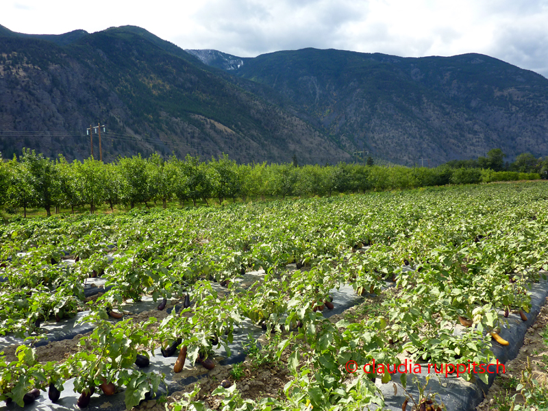 Auberginenanbau im Similkameen Valley, Kanada