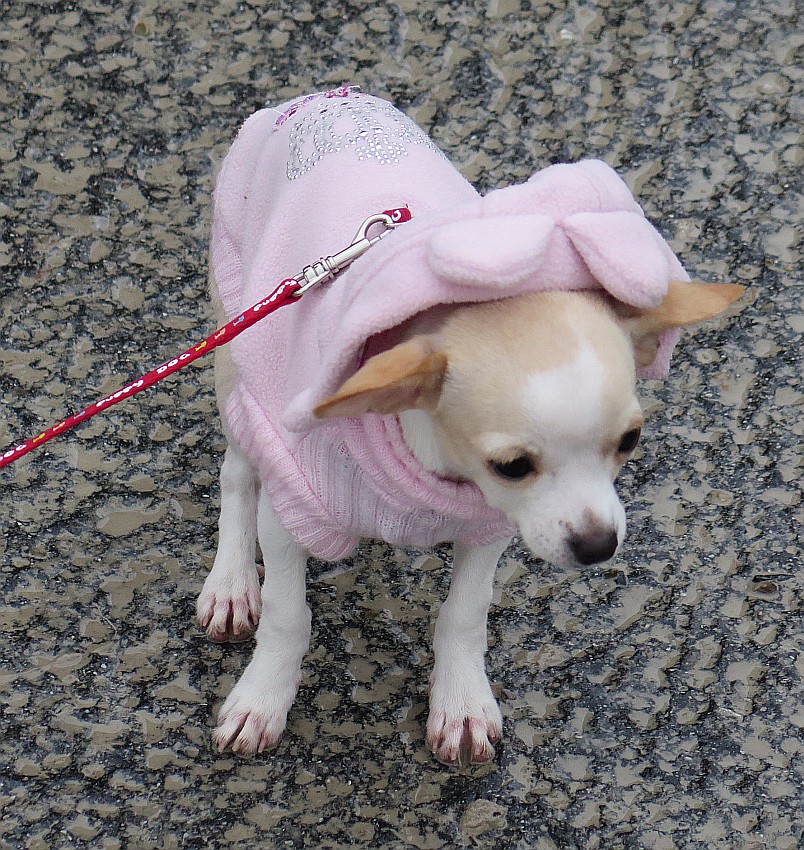 auf den Hund gekommen