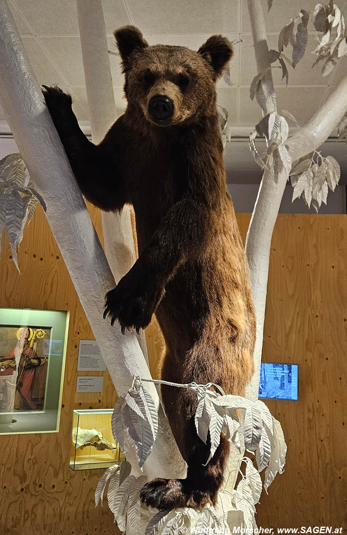 Bär M14, Naturmuseum Südtirol, Bozen