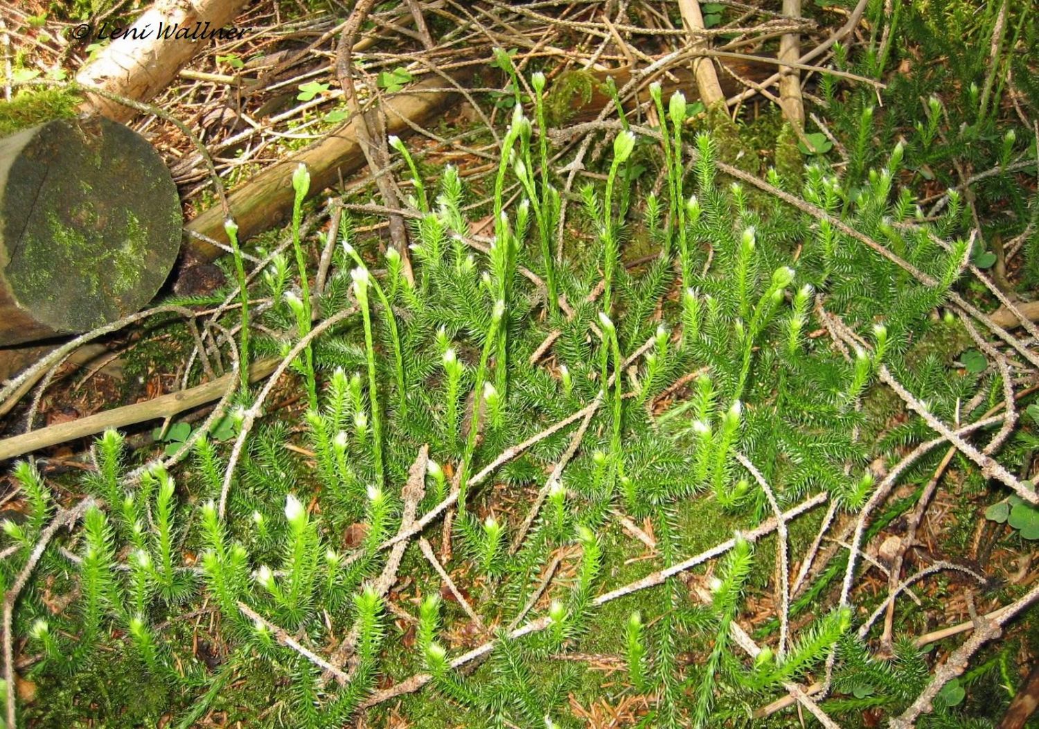 Bärlapp - Lycopodium