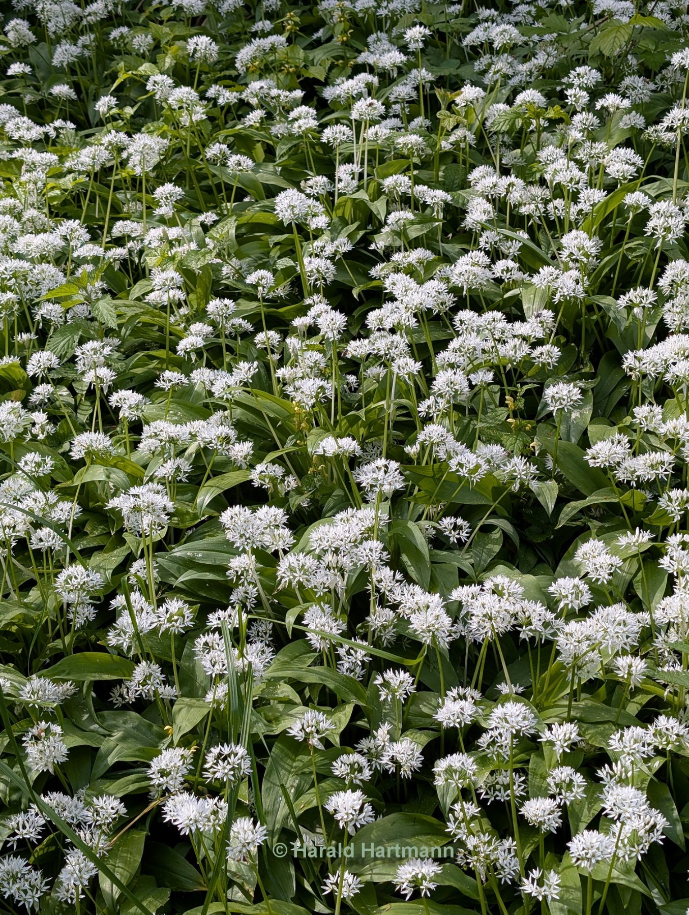 Bärlauchblüte