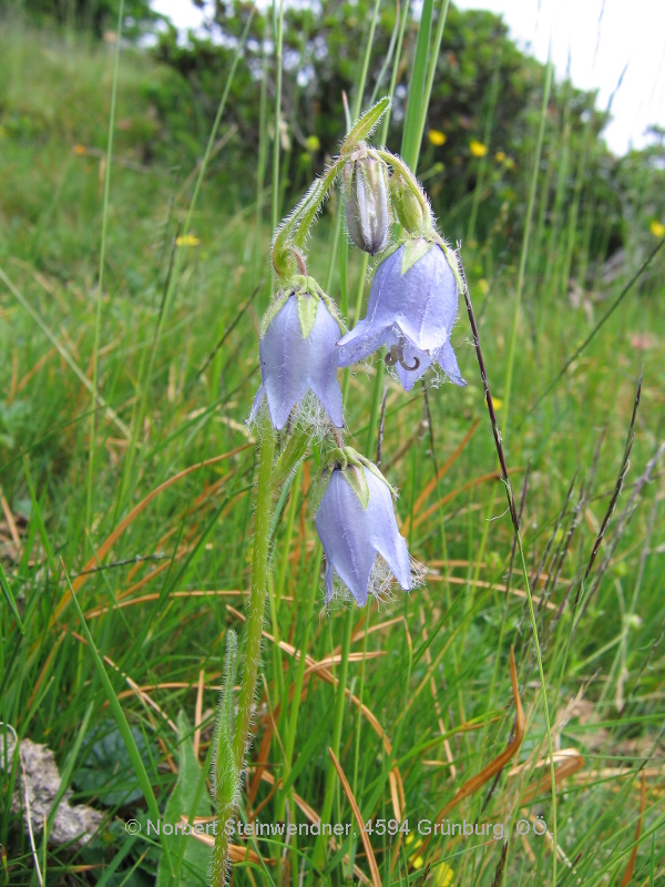 Bärtige Glockenblume (Campanula barbata)