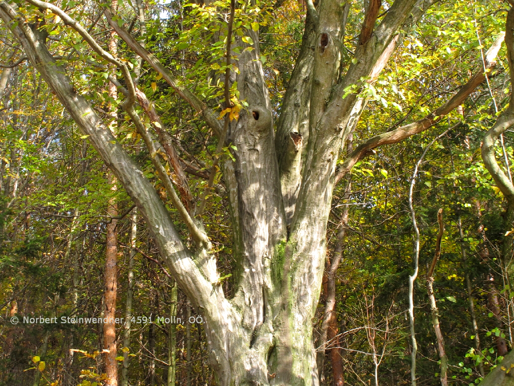 Bäume im Herbst - Herbstlaub