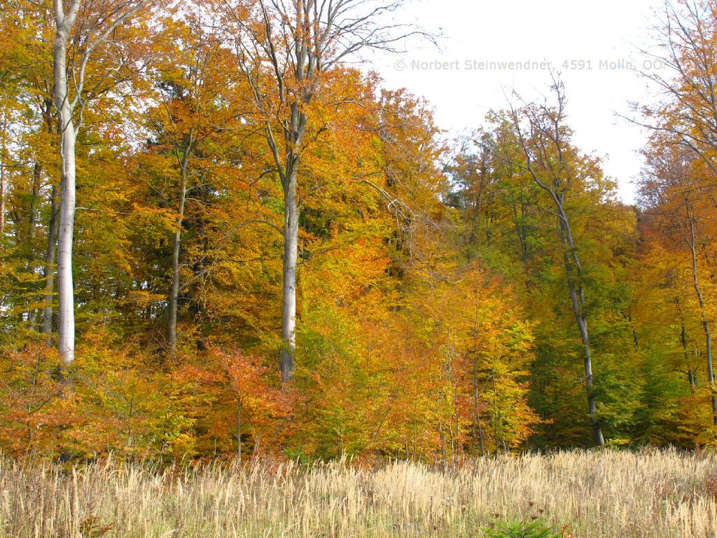 Bäume im Herbst - Herbstlaub