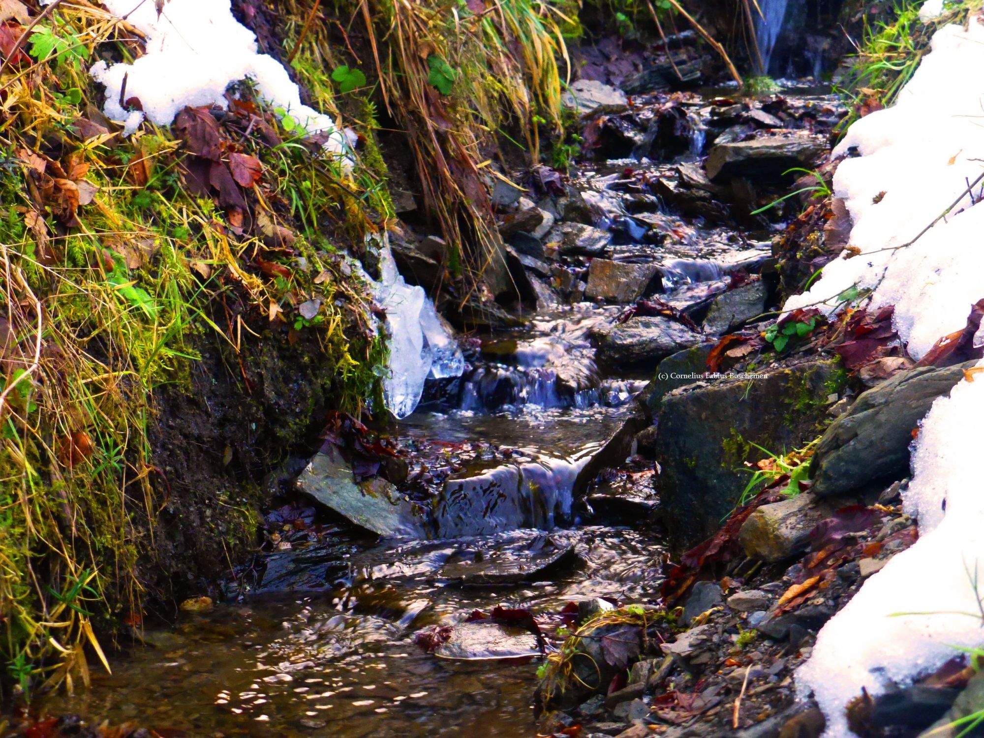 Bachwasser in Stolberg/Südharz.