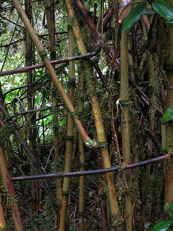 Bambusdickicht