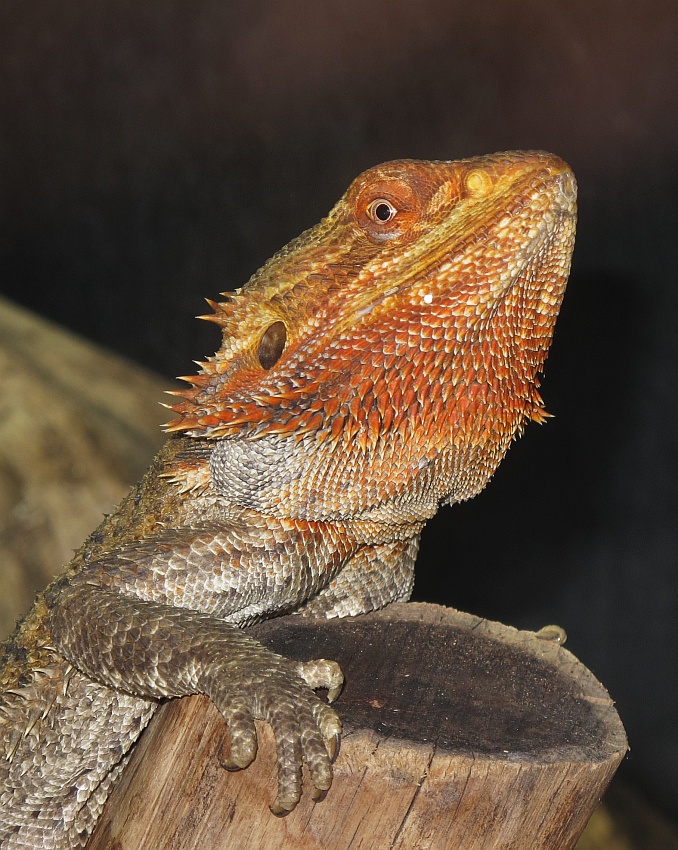 Bartagame