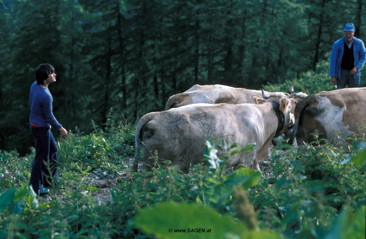 Bauer mit Kühen, Schweiz