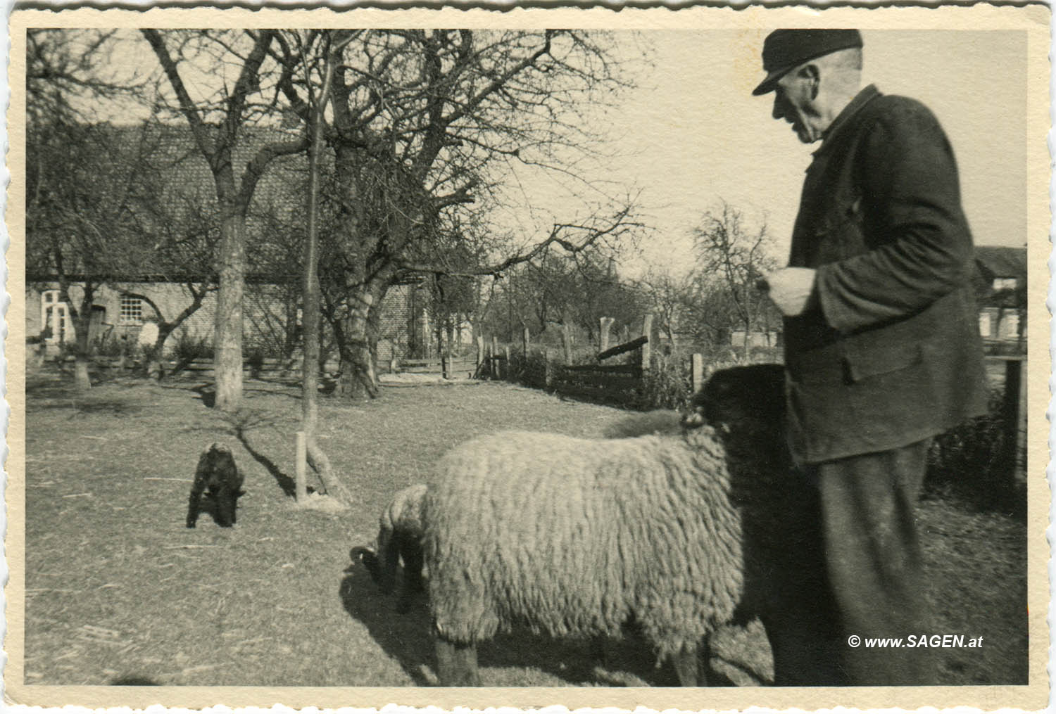 Bauer und Schaf