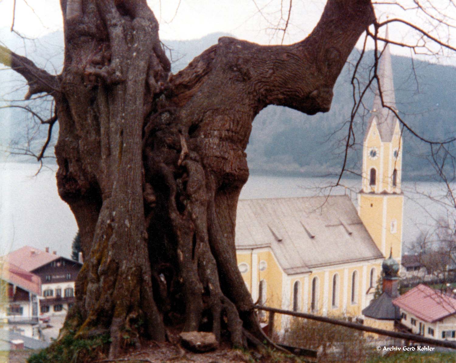 Baum in Schliersee