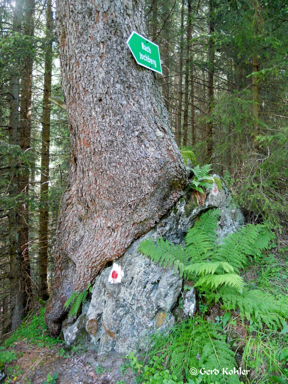 Baum, Wegweiser