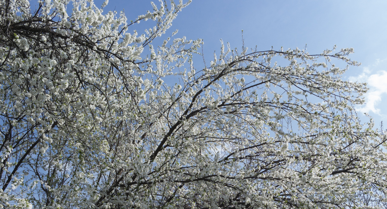 Baumblüten (Ringlotten, Mirabellen, Kriachaln) - 2