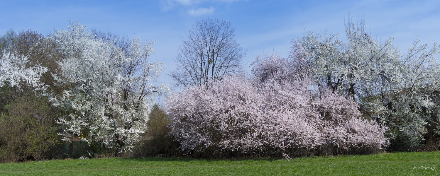 Baumblüten (Ringlotten, Mirabellen, Kriachaln) - 3