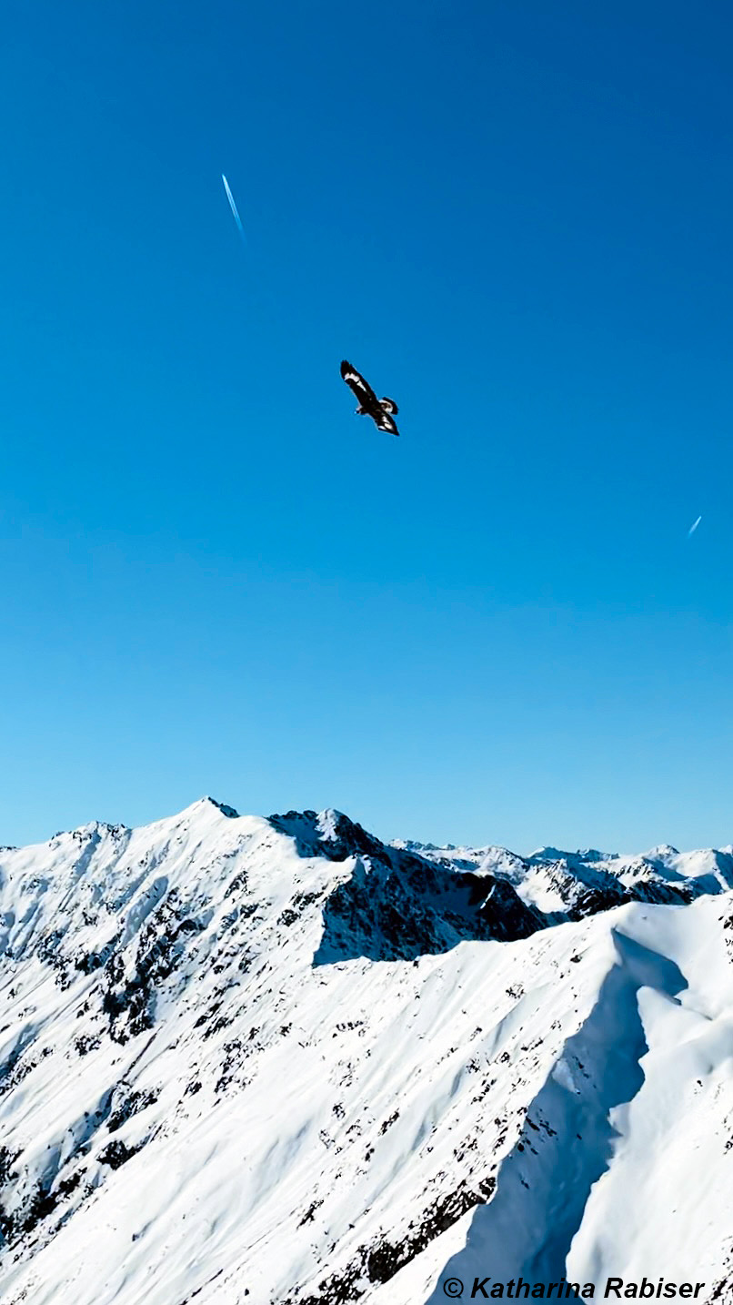 Begegnung mit jungem Adler im Stubaital