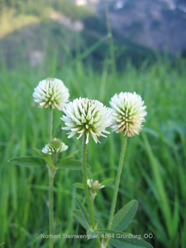 Bergklee (Trifolium montanum)
