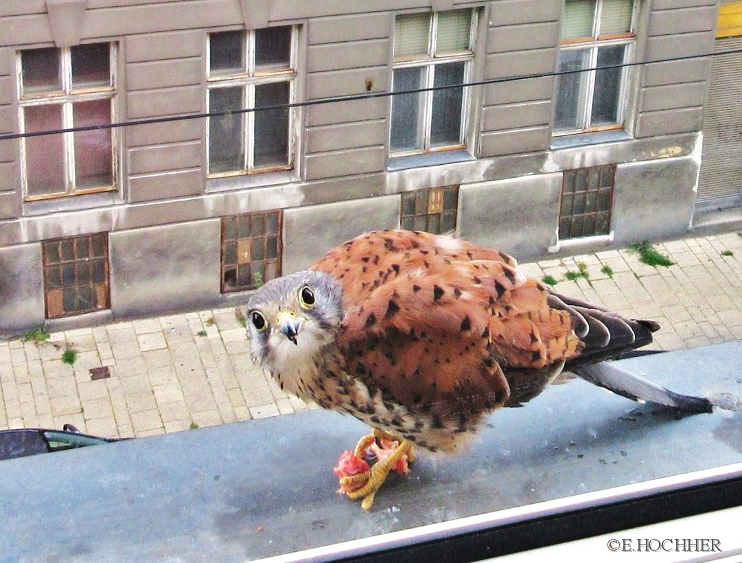 Besuch
