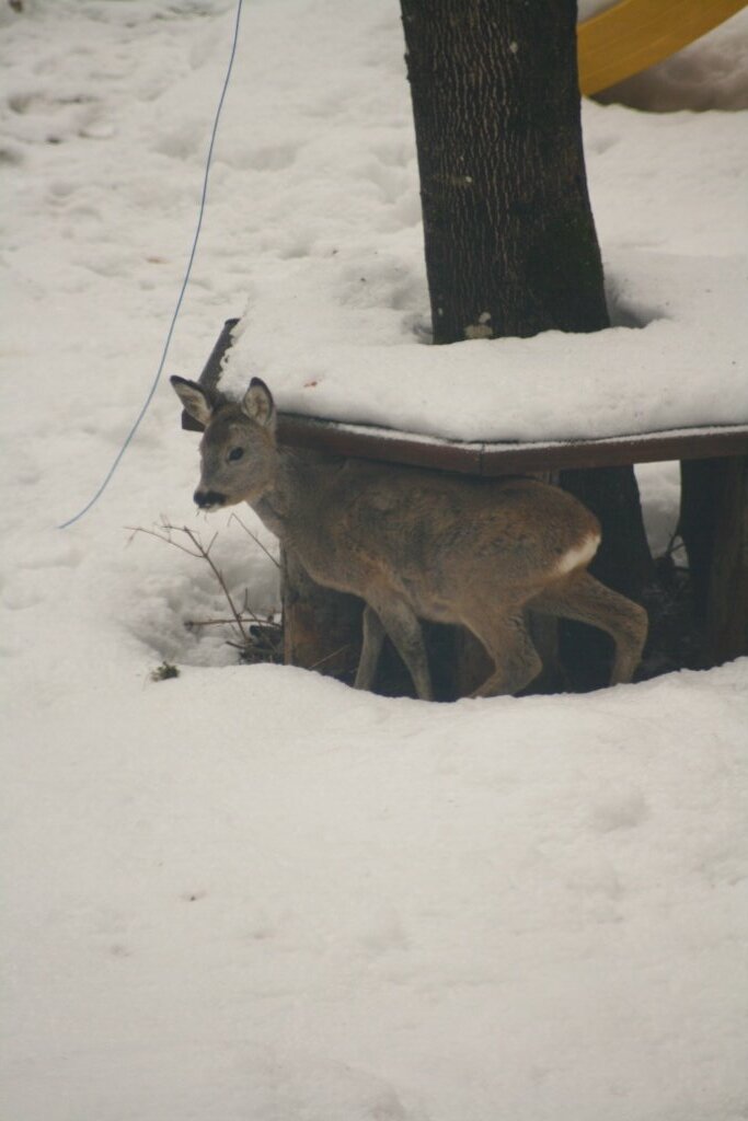 Besucher im Garten