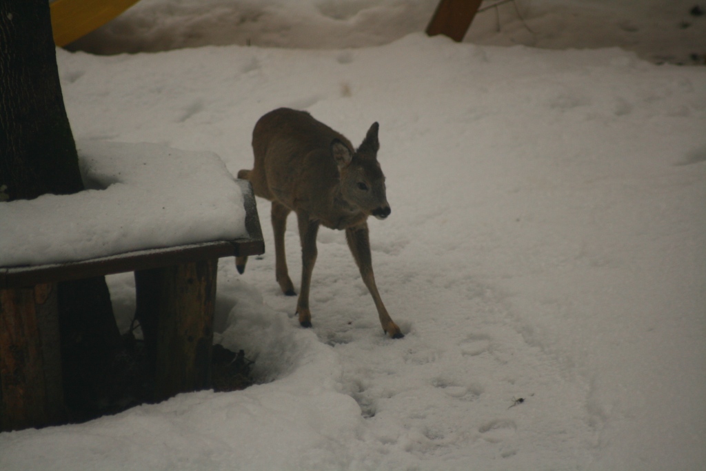 Besucher im Garten