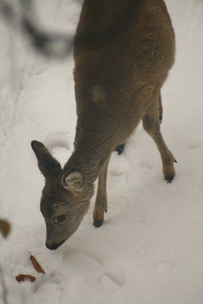 Besucher im Garten