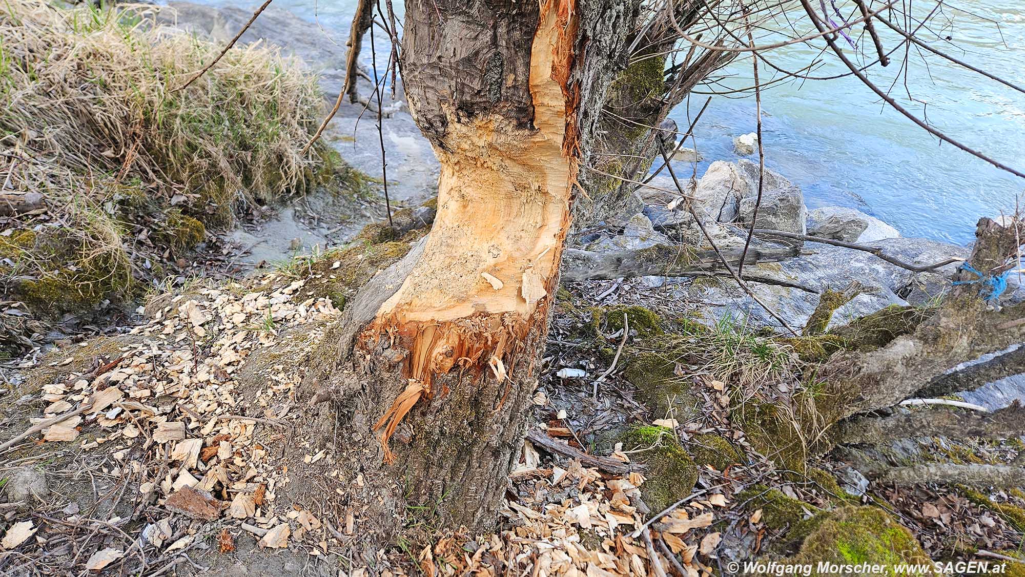 Biberspuren an einem Baum am Inn bei Innsbruck