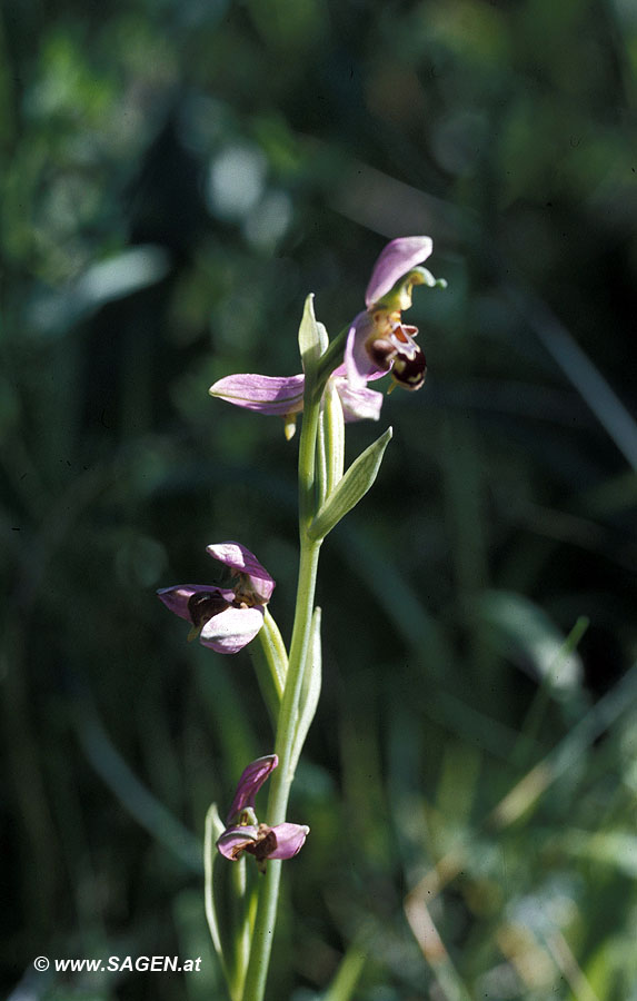 Bienen-Ragwurz (Ophrys betteronii)