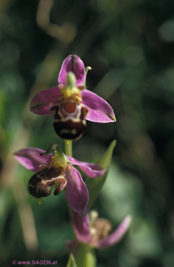 Bienen-Ragwurz (Ophrys betteronii)