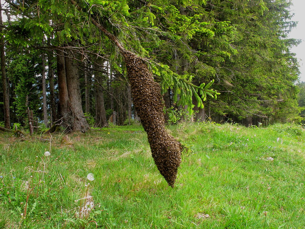 Bienenschwarm (1)
