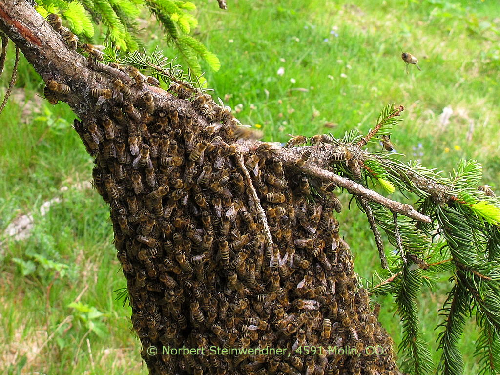 Bienenschwarm (2)