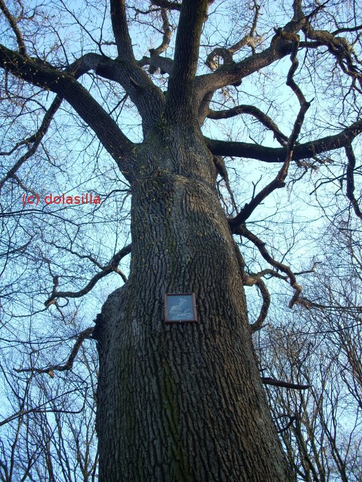 Bildbaum im Pötzleinsdorfer Schlosspark