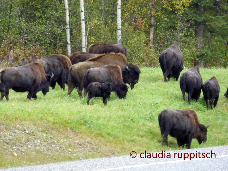 Bisonherde, Yukon Territory, Canada