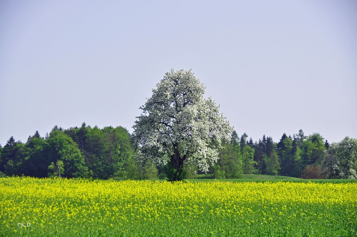 Blühende Bäume im Rosental (Kärnten)