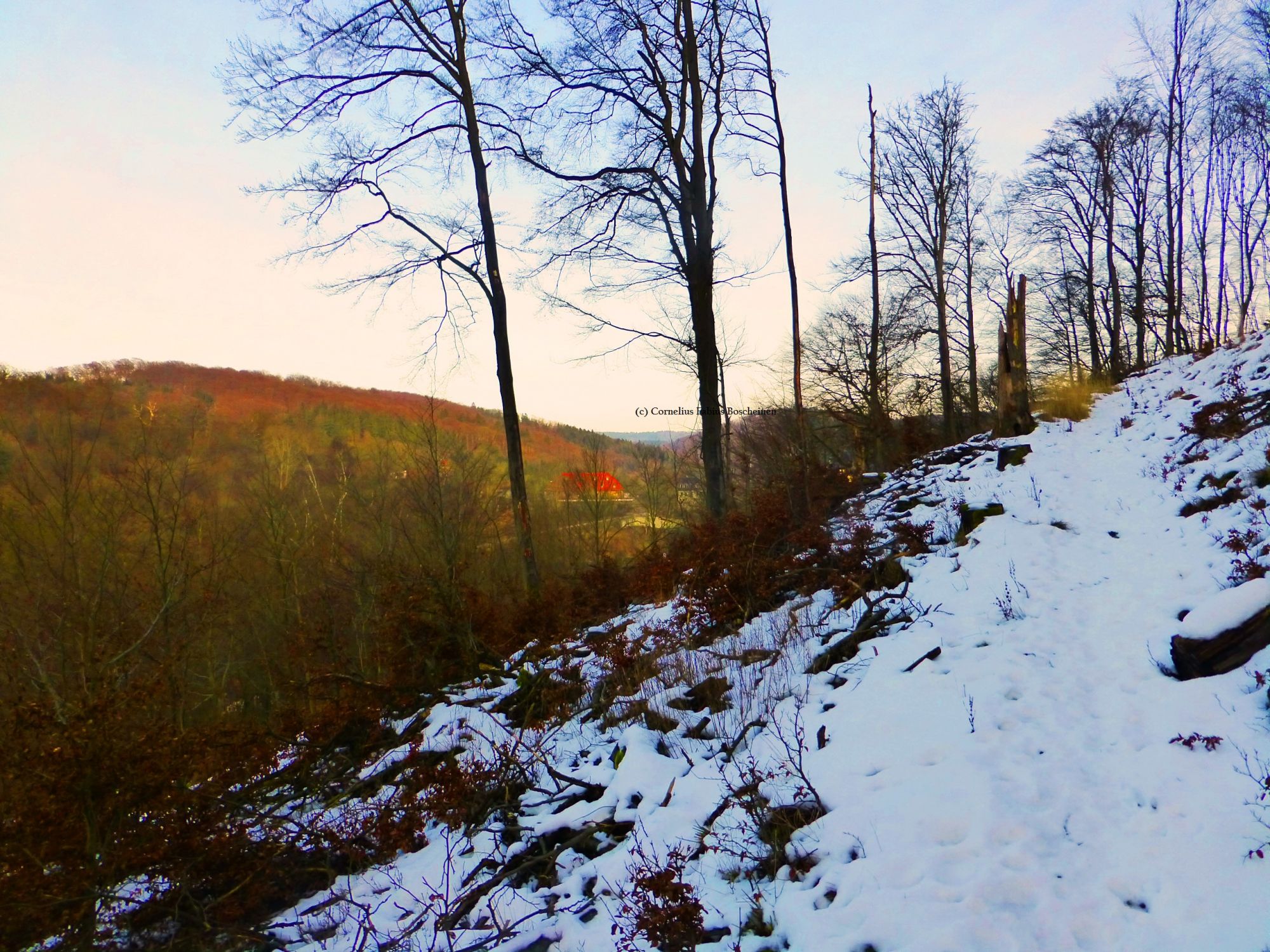 Blick zu den nördlichen Buchenwäldern. Wanderung zur Lutherbuche.