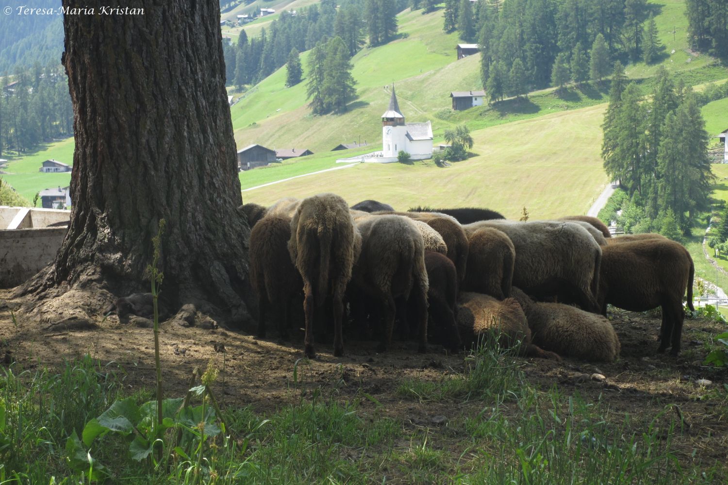 Blick zum Frauenkirchli und Schafe in Frauenkirch, Schweiz