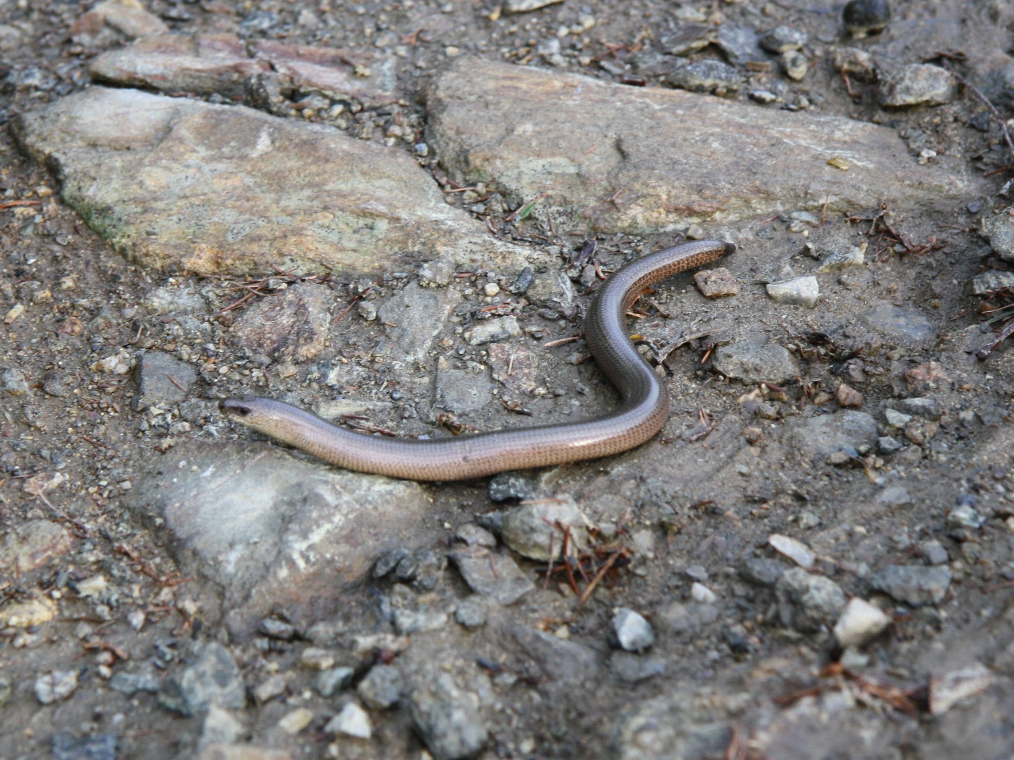 Blindschleiche