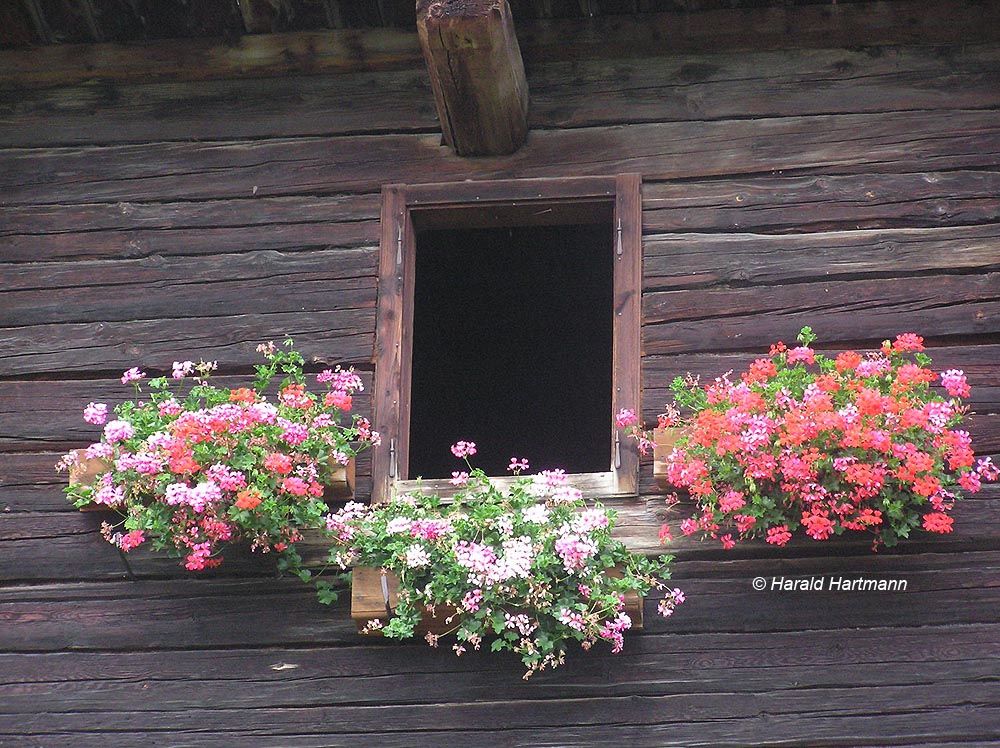 Blumen und Holz