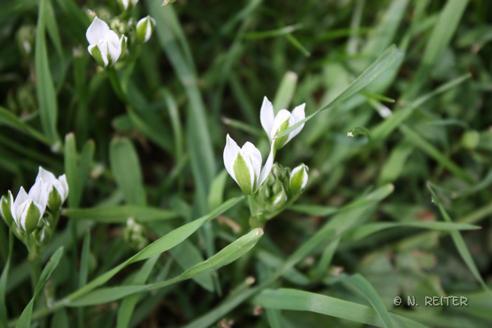 blumen