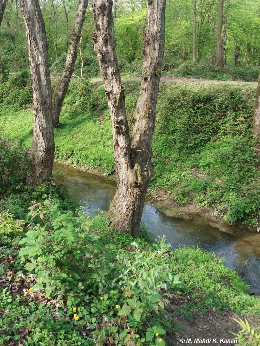 Boondeh Jungle, Mazandaran, Iran