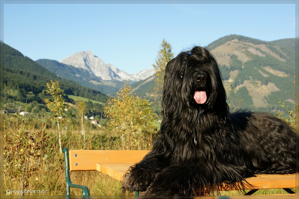 Briard Névio im Pürgschachner Moor